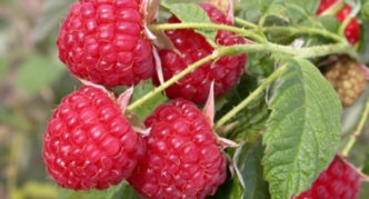 Sorta maline Kirzhach