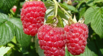 Sorta maline Skromna