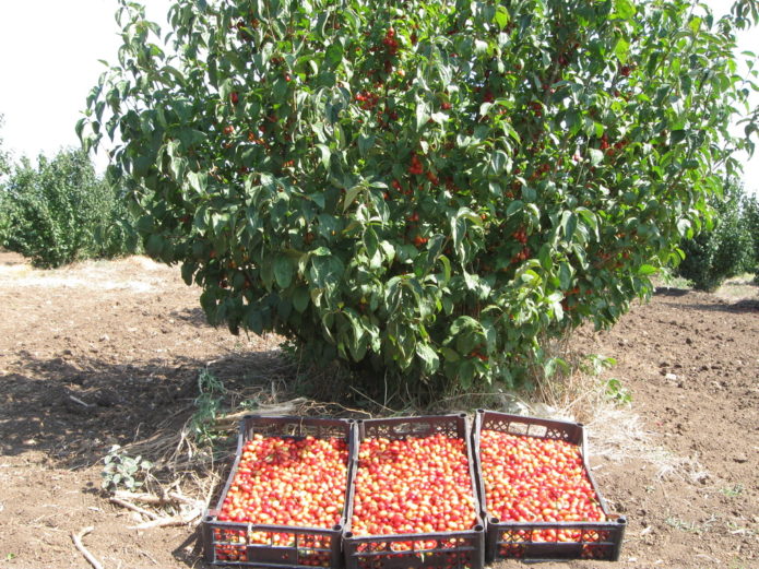 Drijenov grm