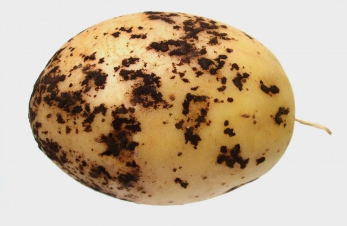 Krasta krumpira
