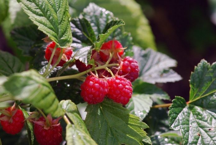 Maline