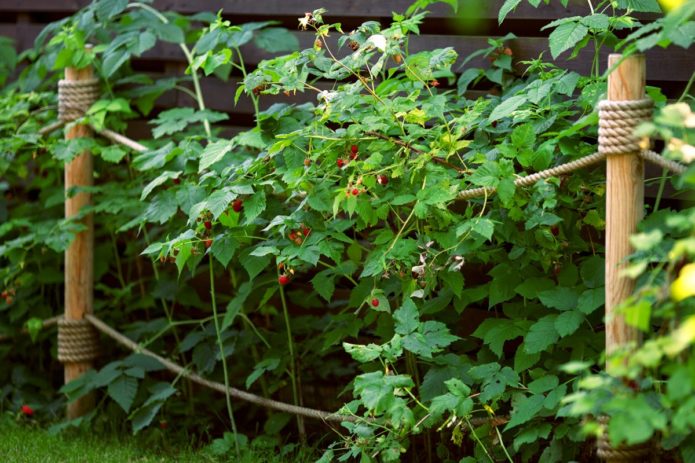 Podveza od maline