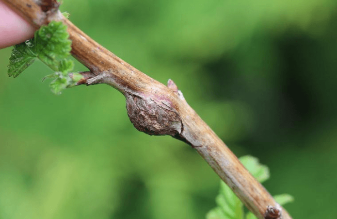Stabljika maline zahvaćena žučnjakom maline