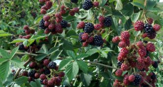 Thornfrey Blackberry Besship