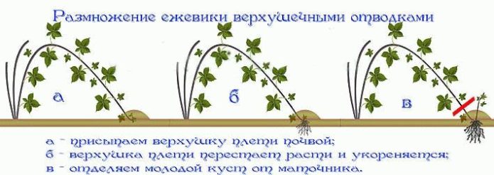 השתרשות צמרות יורה אוכמניות ללא קוצים
