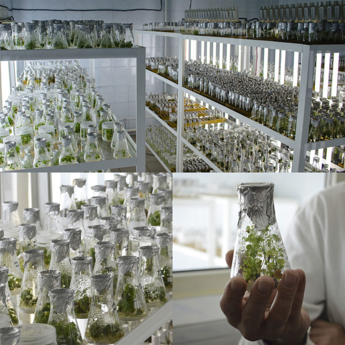 Kolaž - Laboratorij za mikroklonsku reprodukciju