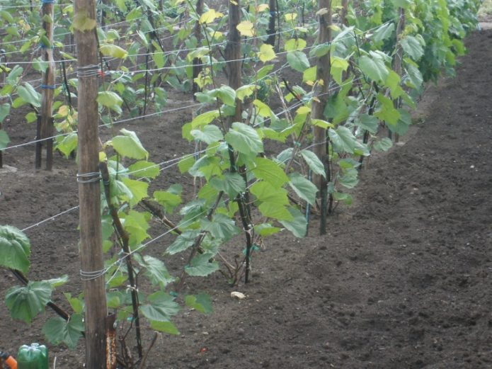 Podloga sorte grožđa Kober 5BB