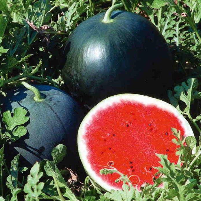 Lubenica Vatra