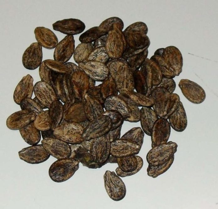 Sjeme lubenice
