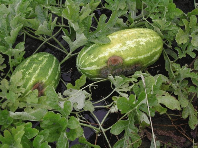 Lubenica antraknoza