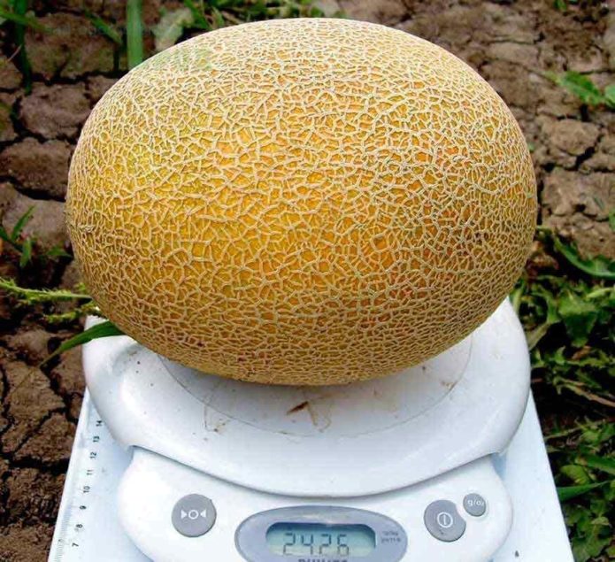 Dinja karamela