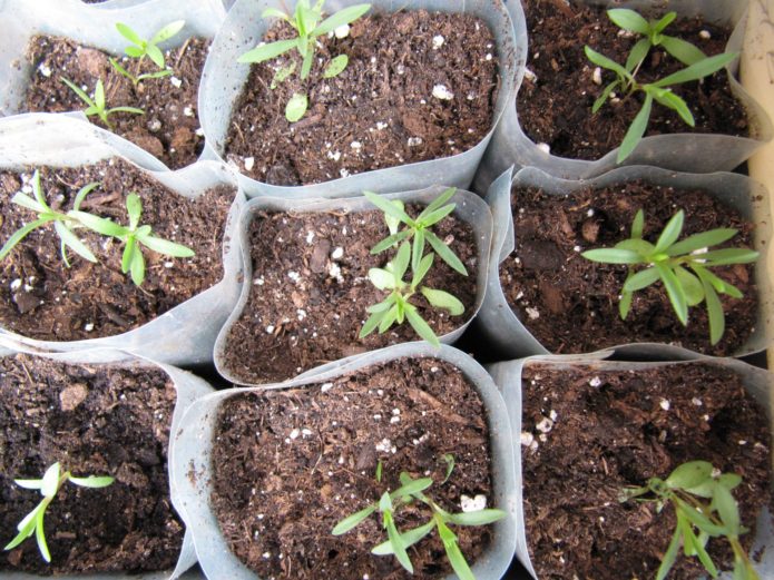 Estragon puca