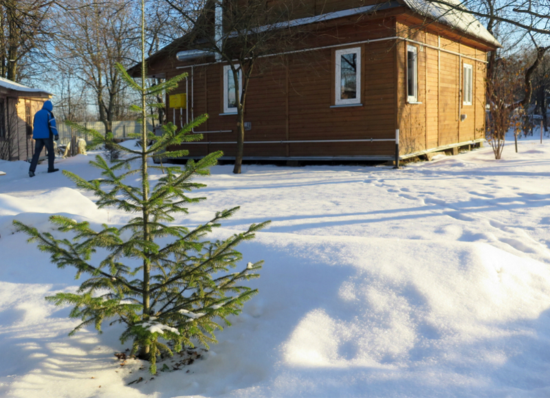 Mjesečev kalendar sjetve za siječanj 2019: savjeti za vrtlara i vrtlara