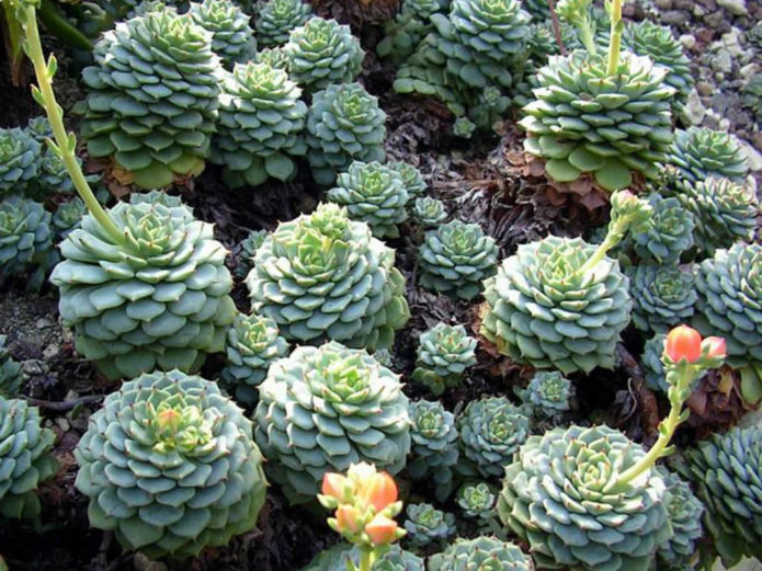 Echeveria Derenberg