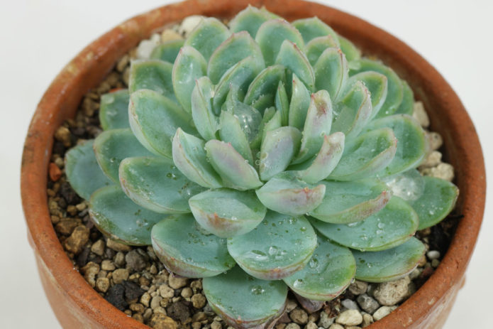 Echeveria graciozna