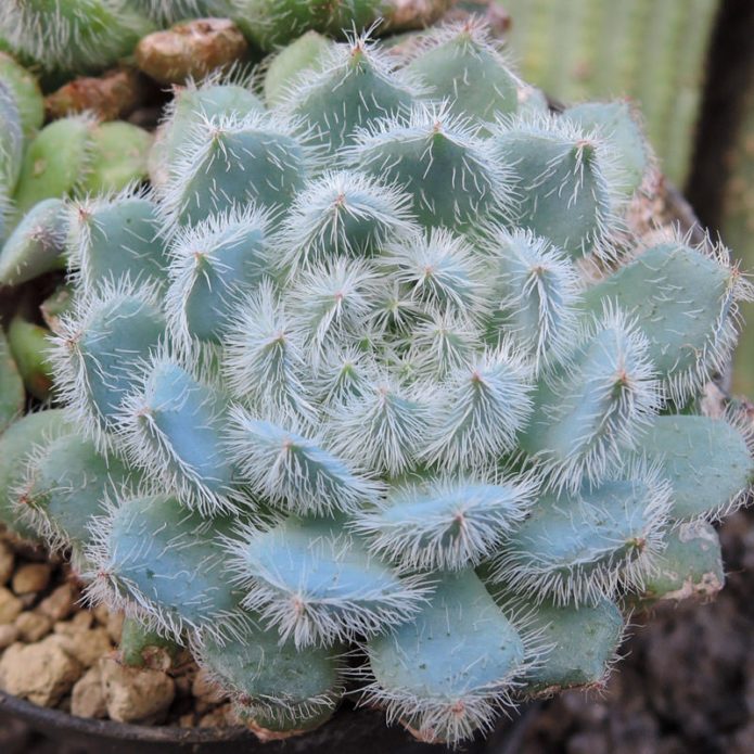 Čekinjava Echeveria