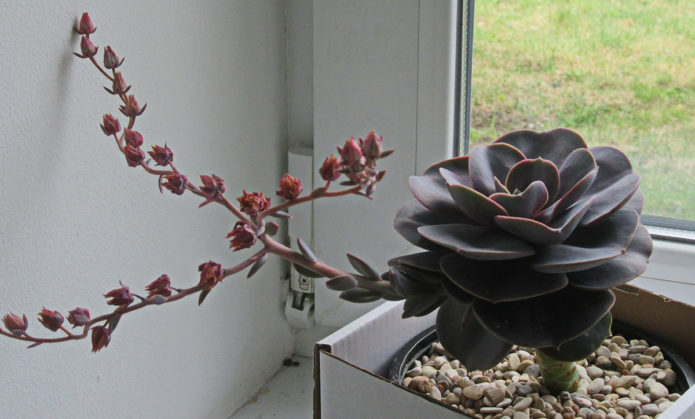 Echeveria grbava