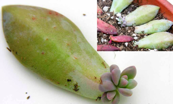 Reprodukcija lista echeveria