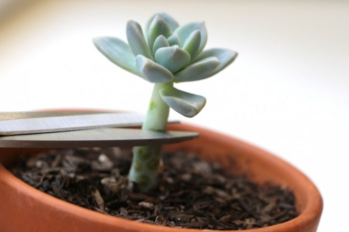 Utičnica Echeveria
