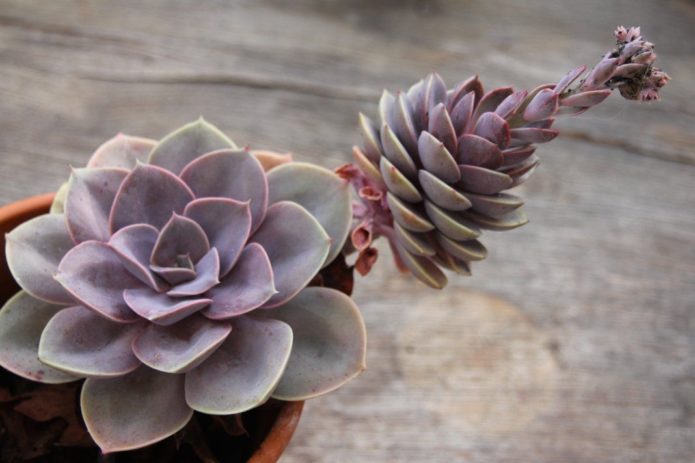 Echeveria sa bočnim pogotkom
