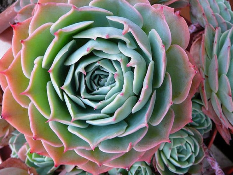 Echeveria: sorte i značajke uzgoja kamene ruže kod kuće