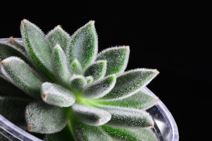 Echeveria bijelokosa