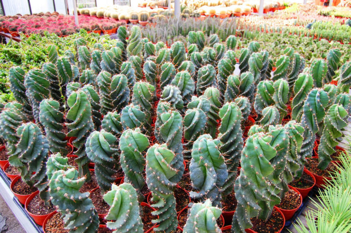 Spiralni Cereus