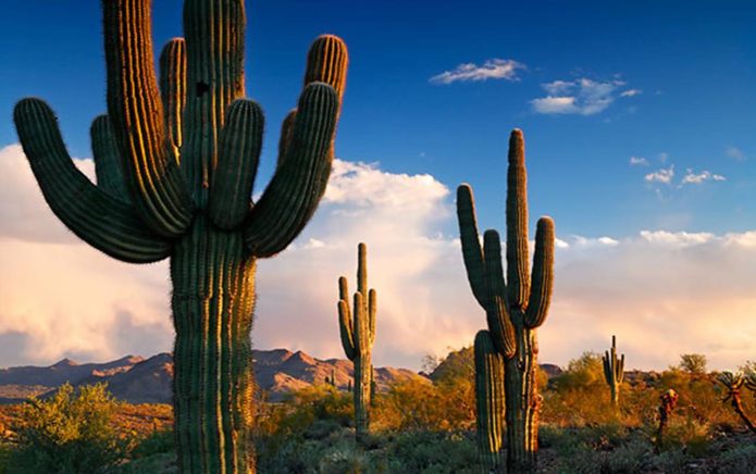 Cereus kalifornijski div