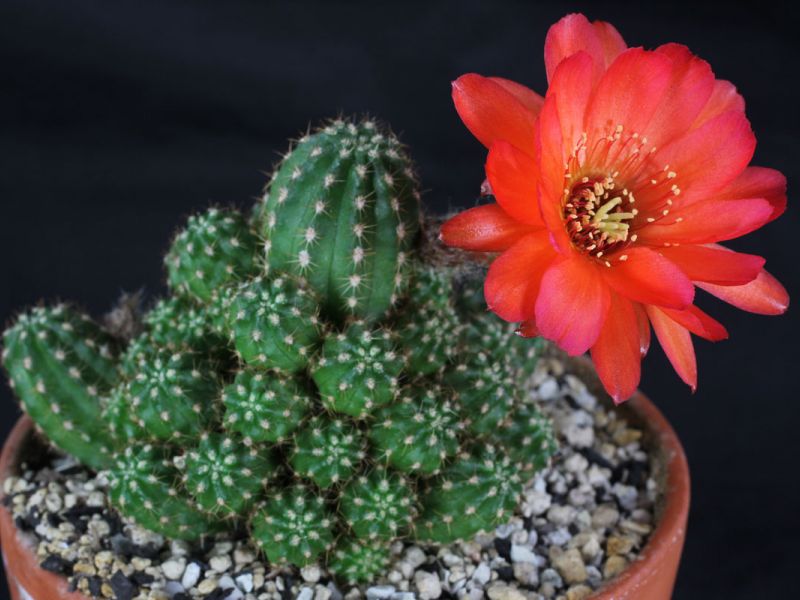 Neobično lijep cvjetajući kaktus echinopsis - razne vrste i kućna njega