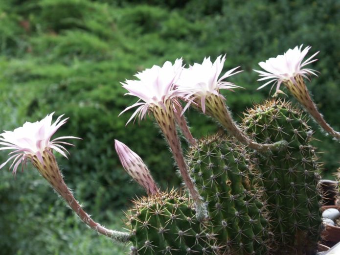 Echinopsis Sharp ili Oksigona