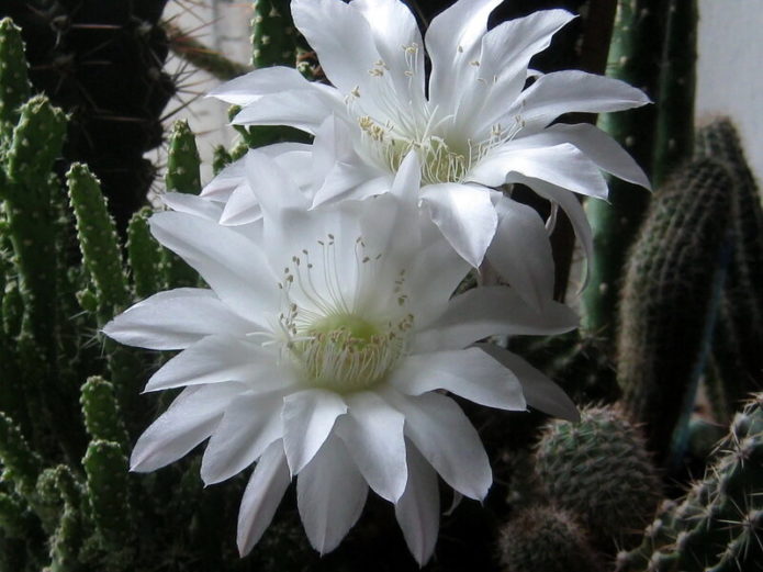 Echinopsis Bijelocvjetni