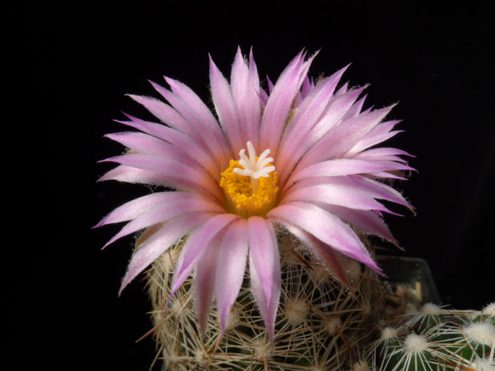 Echinopsis Bijelocvjetni
