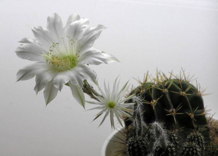 Ehinopsis kukastog nosa