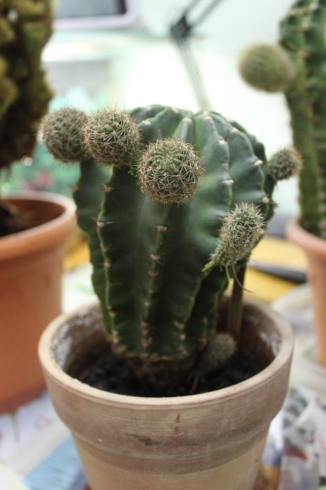 Transplantacija Echinopsis