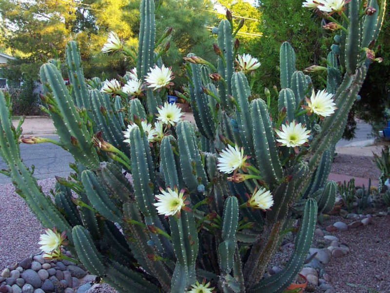 Atraktivni Cereus - Sadnja i njega kod kuće