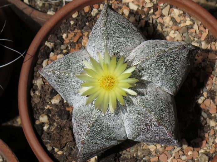 Astrophytum myriostigma od tisuću točkica