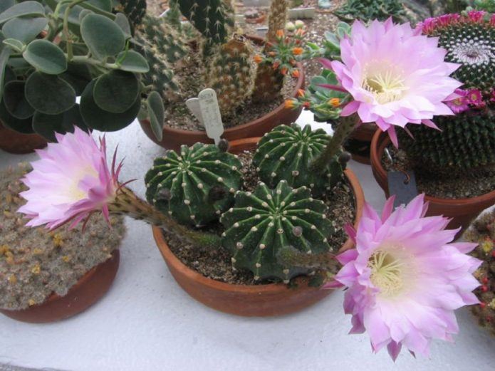 Echinopsis cvjeta ružičasta