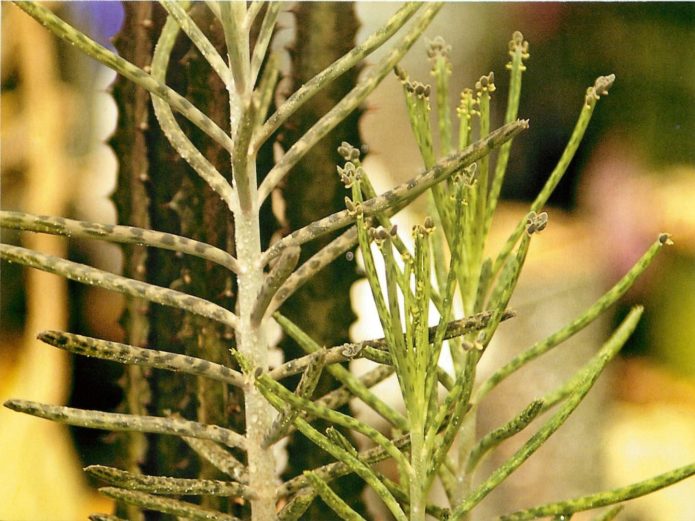 Bryophyllum cijev cvjeta