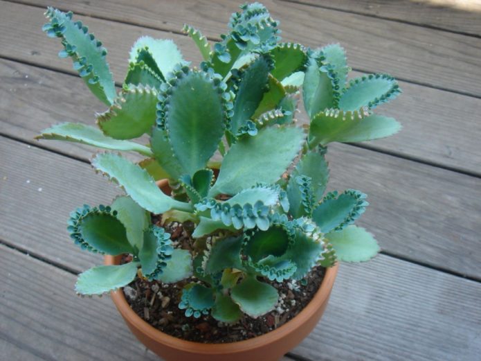 Bryophyllum u loncu