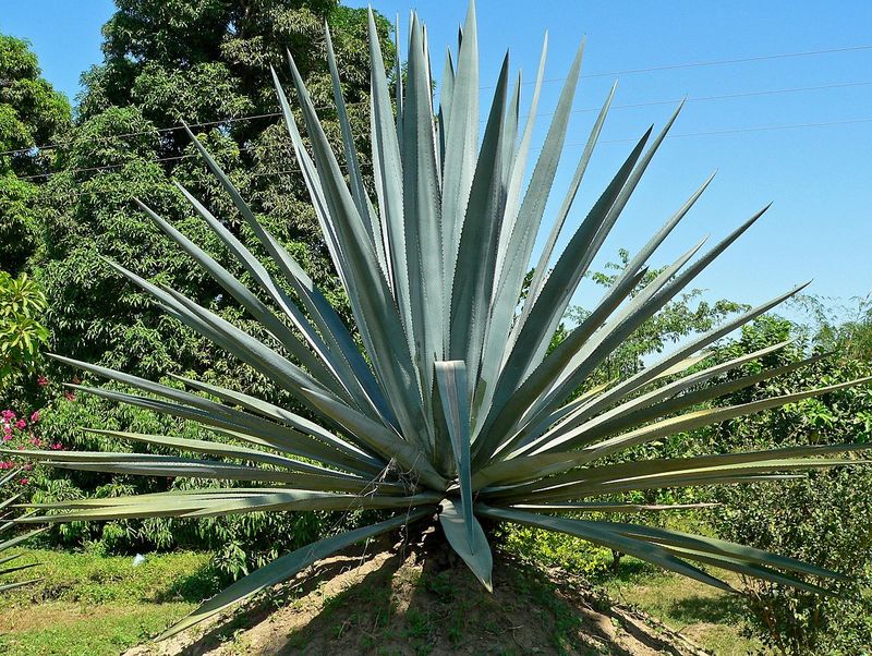 Kako uzgajati mini palmu agave kod kuće: vodič za početnike i savjeti za uspješnu njegu