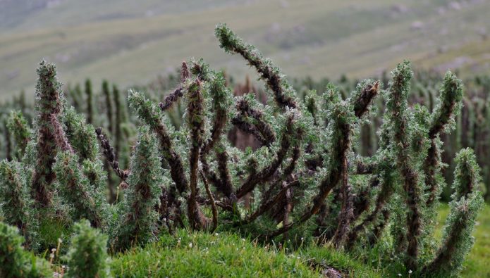 Caragana griva