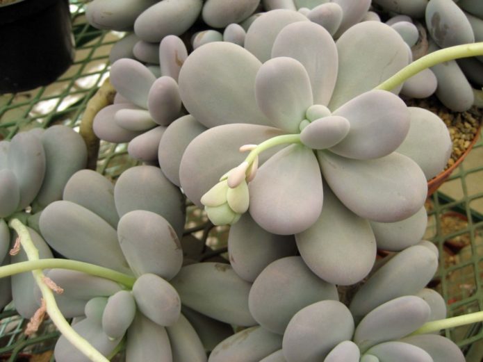 Pachyphytum koji nosi jaja