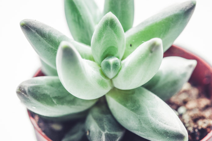 Kompaktni pachyphytum