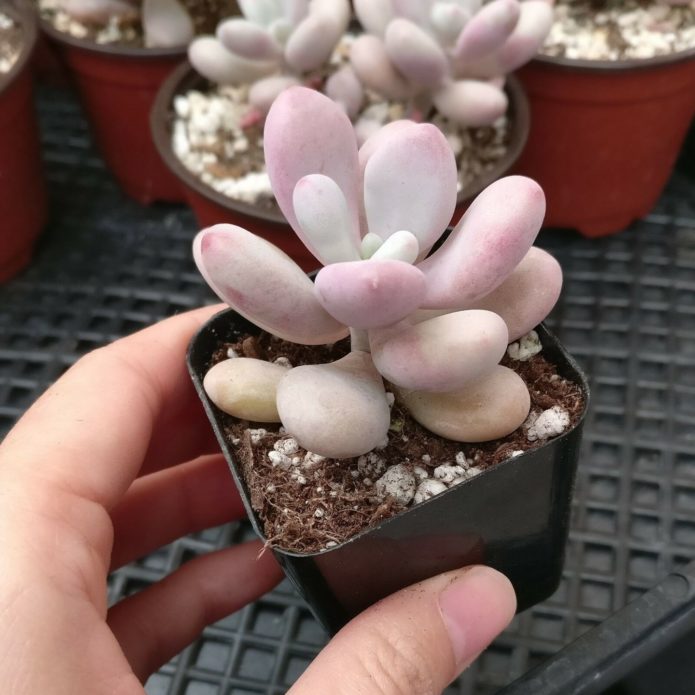 Pachyphytum u loncu
