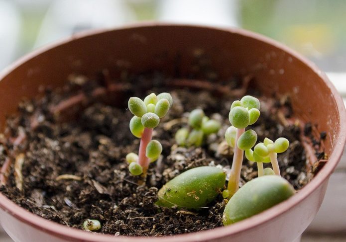 Pachyphytum niče