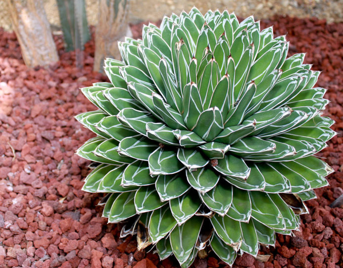 Kraljica Victoria Agave