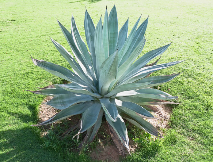 Agava plava