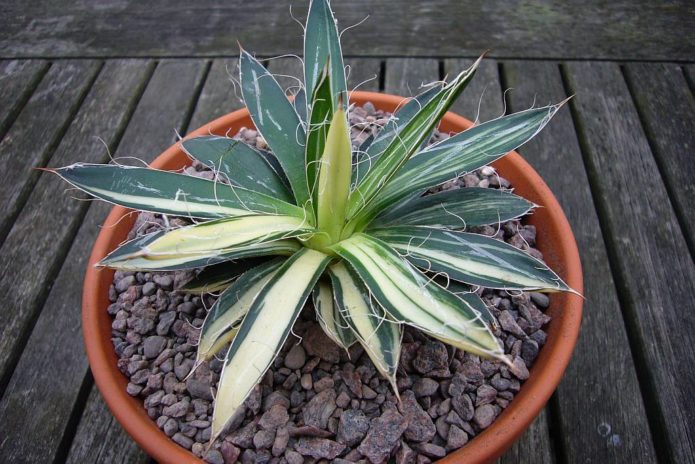 Nit od agave