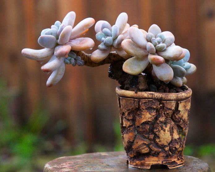 Pachyphytum koji nosi jaja u loncu