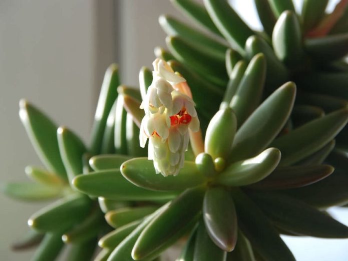 Cvatući pachyphytum